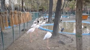 Городской парк в Тегеране. Фламинго. City park in Tehran. Flamingos. پارک شهر تهران . پادراز.  ایرا