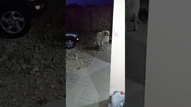 Вязка алабаев смотреть онлайн