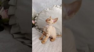 Девон-рекс котята девон рекс