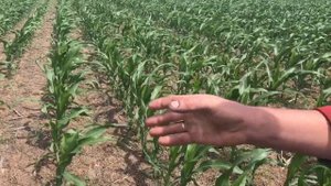 Опыты с кукурузой