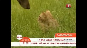 У вас будет питомец