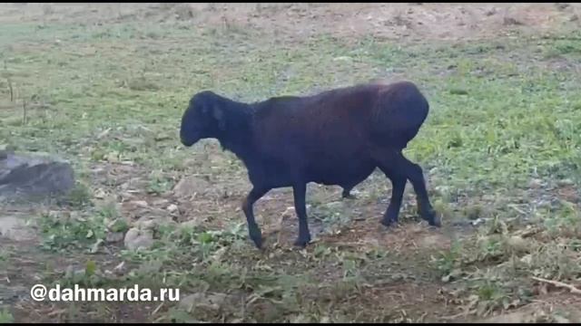 Гиссарские овцы фархарского типа Ходжи Мухаммада из Куляба на пастбище.