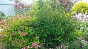 Неприхотливые Кустарники в Ландшафтном Дизайне моего Сада? Японские Спиреи.  #garden #озеленение