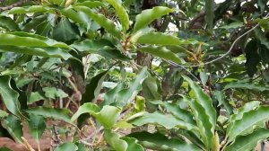 Growing Champak Tree (Joy Perfume Tree - Magnolia champaca)