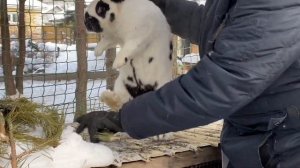 кролики на племя