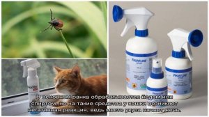 Как вытащить клеща у кошки в домашних условиях