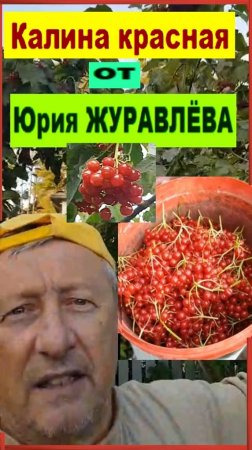 Калина красная от Юрия ЖУРАВЛЁВА