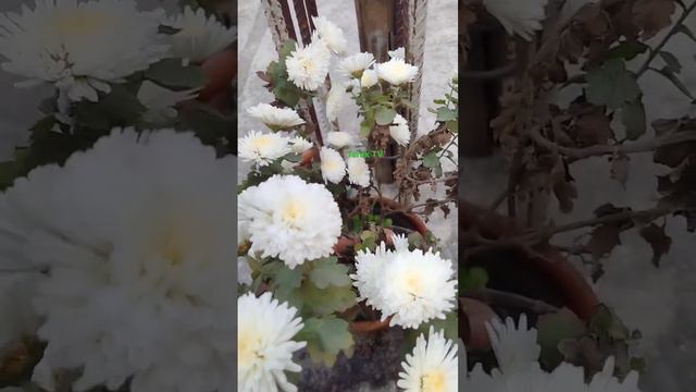 White chrysanthemum flower সাদা কালারের চন্দ্রমল্লিকা ফুল