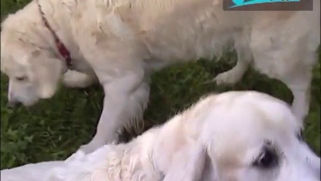 "Разгрузочные дни" от диетолога, главного врача центра Доктор Борменталь - Андрея Князькова смотреть онлайн