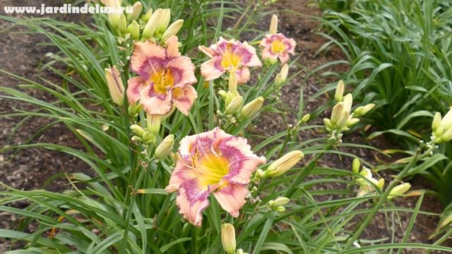 Цветение сортового лилейника GET JIGGY в саду www.jardindelux.ru смотреть онлайн