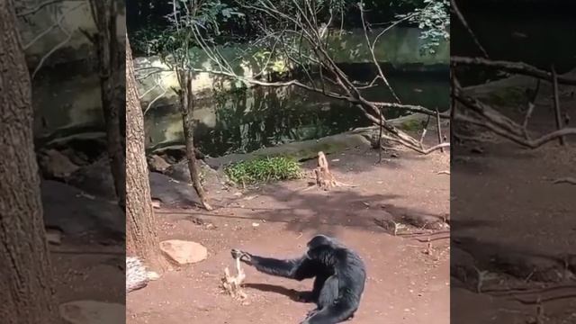 Gibbons World #... porcupine vs gibbon... and the funny collection смотреть онлайн