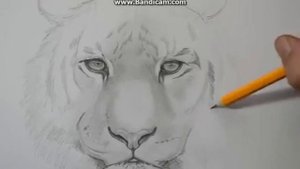 как нарисовать тигра