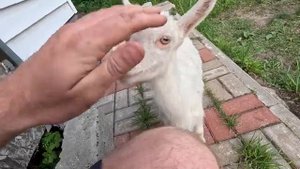 РАЗВЕДЕНИЕ КОЗ ФЕРМА ДЛЯ НАЧИНАЮЩИХ