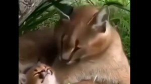 Шлёпа и Шлёпа младший зевают