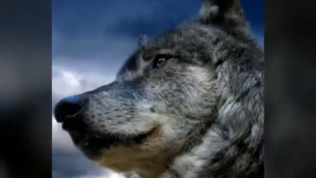 Милые волки смотреть онлайн