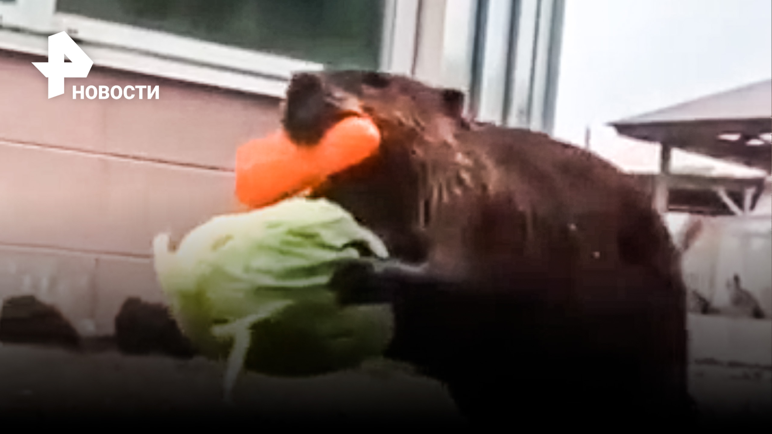 Банда бобров ограбила склад с продуктами: и воришки бывают милашками / РЕН Новости