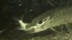 Атака щуки под водой.