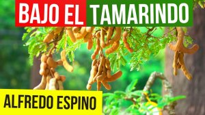 BAJO EL TAMARINDO ALFREDO ESPINO 👨🌾🫒 | Jícaras Tristes Auras del Bohío 🍯 | Alfredo Espino Poema