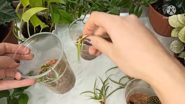 Хлорофитум: сажаем в вермикулит смотреть онлайн