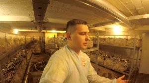 Выращивание шампиньонов _ Фаза Шок _ Первая Волна