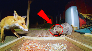 Противостояние лисы и кота, снятое на скрытую камеру