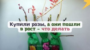 Купили розы, а они пошли в рост – что делать??
