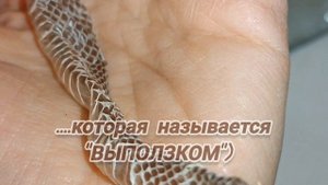 Как выглядит и как называется шкурка змеи после линьки?)