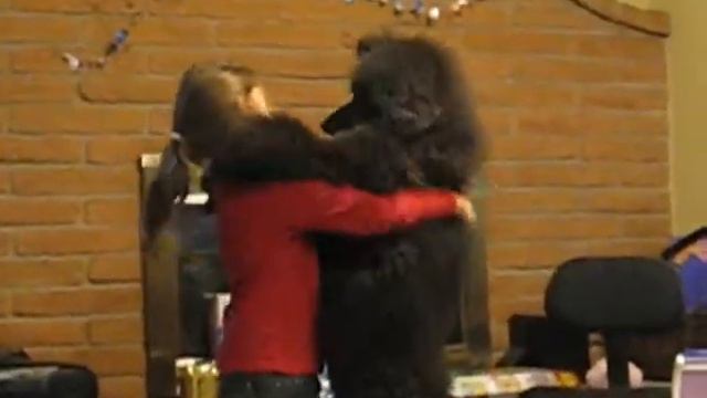 Poodle Hanukkah Dance смотреть онлайн