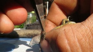 клещ на ящерице