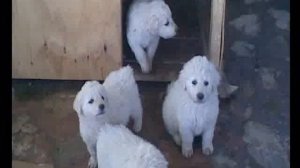 Kuvasz Puppies 1