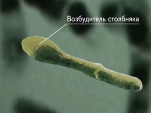 Болезнетворные бактерии человека