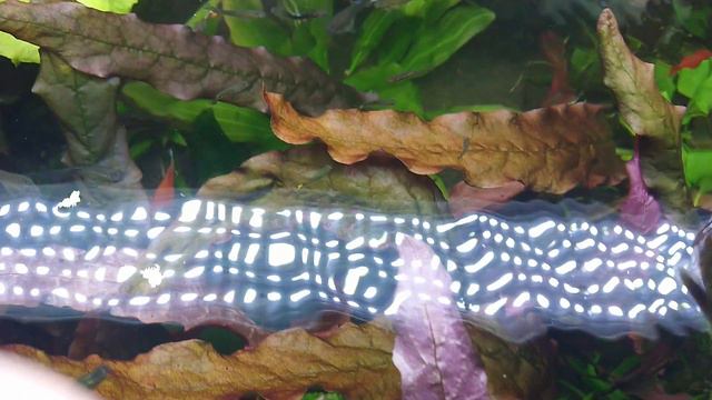 Удобрение для орхидей в аквариуме #аквариумистика #aquarium #удобрениядляорхидей смотреть онлайн