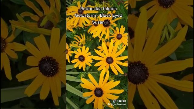 Rudbeckia fulgida