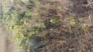 старый виноградник в Крыму, ленинский район, песочное .mp4