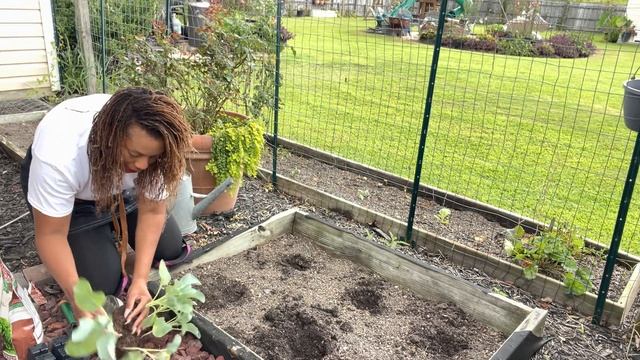 Planting Cauliflower For Fall And Winter Garden, Small Rasied Bed Gardening смотреть онлайн