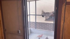 Николаевские голуби - птенцы из под красных и желтых сплошных !