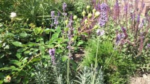 Лаванда в Сибири. Размножение.