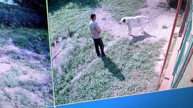 Алабай шоу-разведения и чужой смотреть онлайн