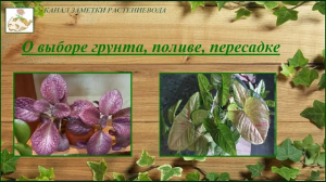Грибной комарик как избавиться легко и быстро. О грунте, поливе, пересадке, мой опыт