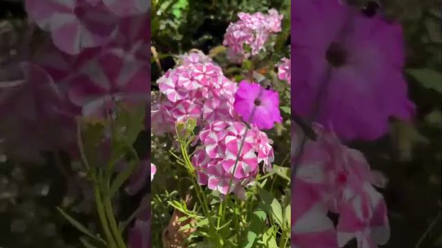 Бабочка - калибри