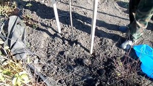 Как правильно посадить дерево с открытой корневой системой