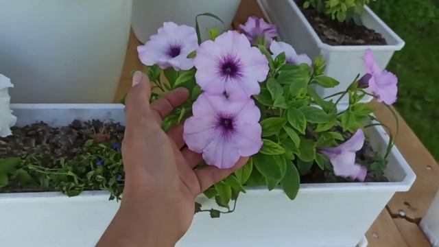 Сравнение 2 белые ампельные петунии Изи вейв вайт и Плюш вайт. смотреть онлайн