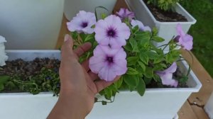 Сравнение 2 белые ампельные петунии Изи вейв вайт и Плюш вайт.