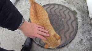 Кот в Железноводске