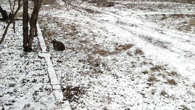 9 декабря. Юрьев день. Юрий Холодный. День Георгия Победоносца.
