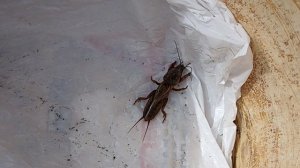 Как я борюсь с медведкой? 5