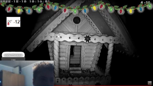 Online-камера: кормушка для синичек Реакция на Sworder смотреть онлайн