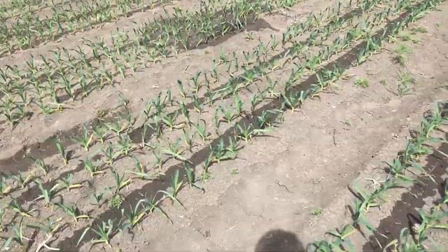 Третья азотная подкормка+ сульфат магния. Действие тотрила смотреть онлайн