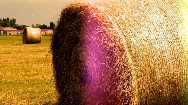 НЕВЕРОЯТНЫЕ ФАКТЫ О СЕЛЬСКОМ ХОЗЯЙСТВЕ