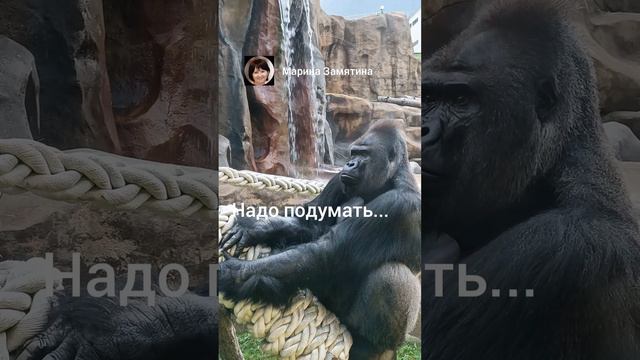Горилла Визури размышляет.